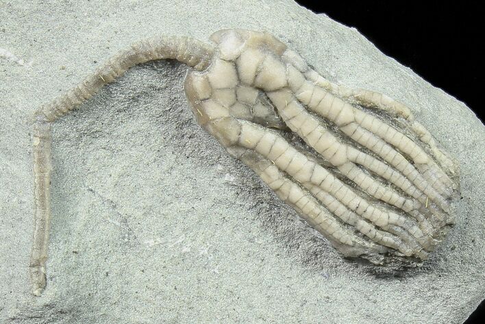 Sarocrinus Crinoid Fossil - Crawfordsville, Indiana #78294